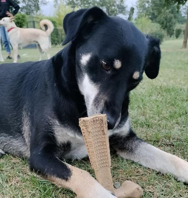 Tyson 3 anni abbandonato dopo 2 anni di adozione cerca una nuova opportunità  Foto 4